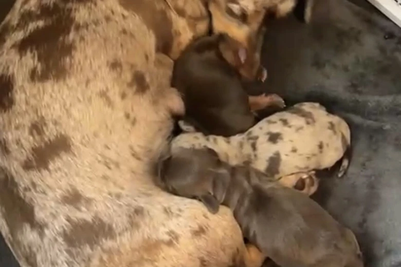 Dachshund (Miniature Smooth Haired)