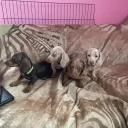 Dachshund (Miniature Smooth Haired)