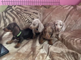 Dachshund (Miniature Smooth Haired)