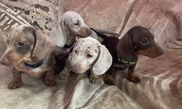 Dachshund (Miniature Smooth Haired)