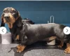 Dachshund (Miniature Smooth Haired)