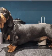 Frank