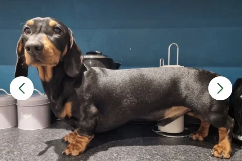 Dachshund (Miniature Smooth Haired)