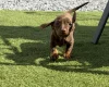 Dachshund (Miniature Smooth Haired)