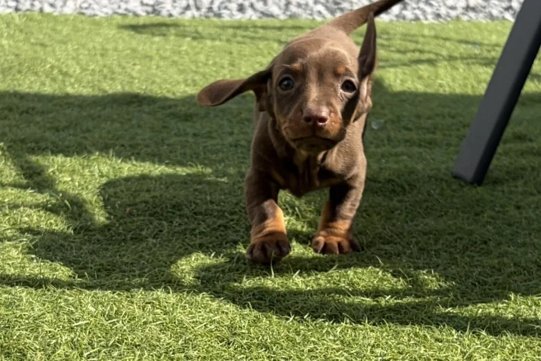 Dachshund (Miniature Smooth Haired)