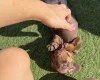Dachshund (Miniature Smooth Haired)