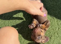 Puppy 4