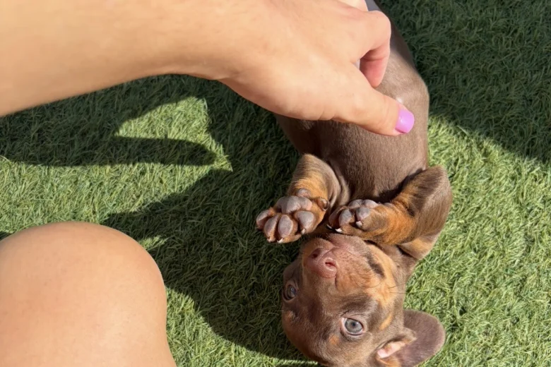 Dachshund (Miniature Smooth Haired)