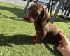 Dachshund (Miniature Smooth Haired)
