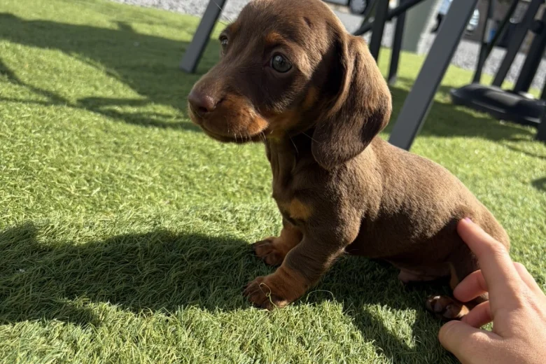 Dachshund (Miniature Smooth Haired)