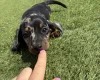 Dachshund (Miniature Smooth Haired)