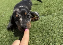 Puppy 1