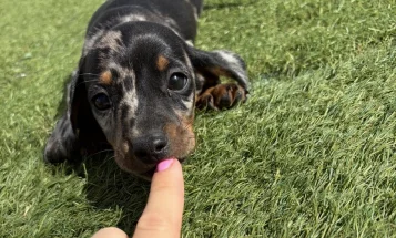 Dachshund (Miniature Smooth Haired)