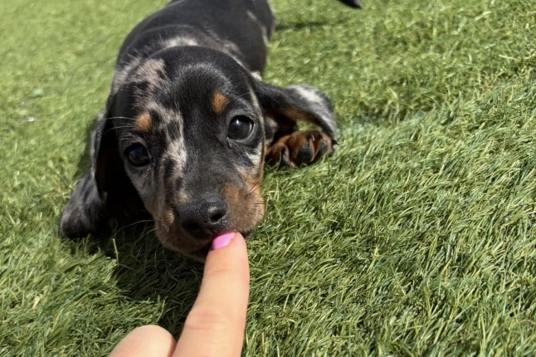 Dachshund (Miniature Smooth Haired)