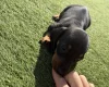 Dachshund (Miniature Smooth Haired)