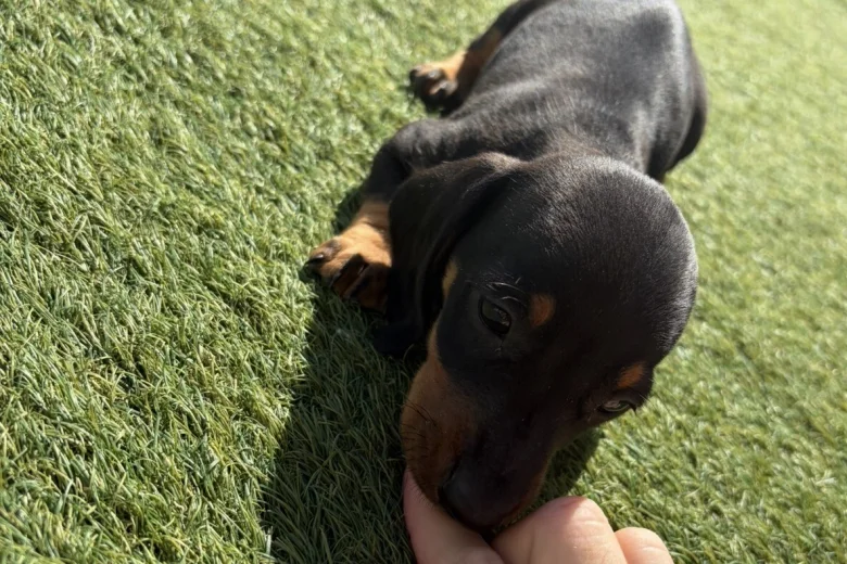 Dachshund (Miniature Smooth Haired)