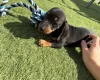 Dachshund (Miniature Smooth Haired)