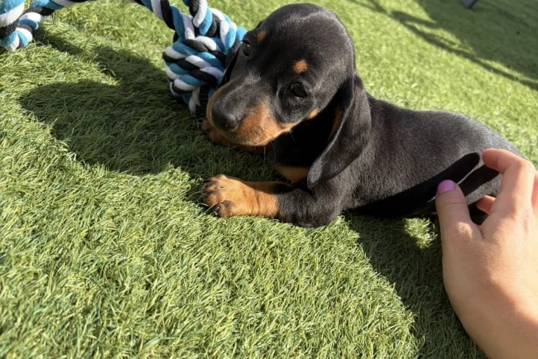 Dachshund (Miniature Smooth Haired)