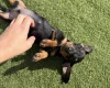 Dachshund (Miniature Smooth Haired)