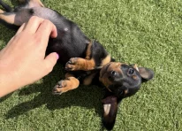 Puppy 2