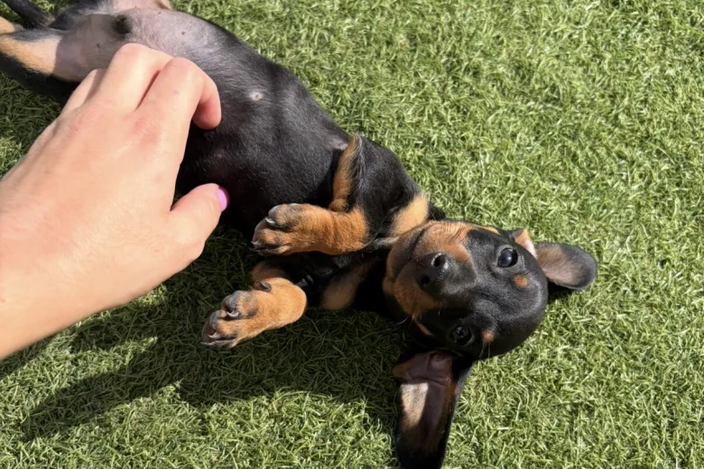Dachshund (Miniature Smooth Haired)