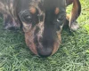 Dachshund (Miniature Smooth Haired)