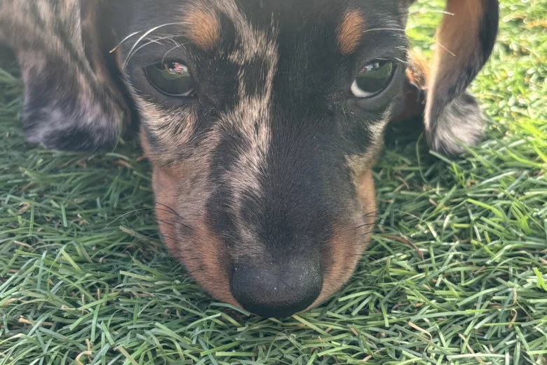 Dachshund (Miniature Smooth Haired)
