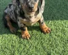 Dachshund (Miniature Smooth Haired)