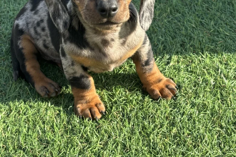 Dachshund (Miniature Smooth Haired)