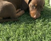 Dachshund (Miniature Smooth Haired)
