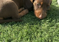 Puppy 5