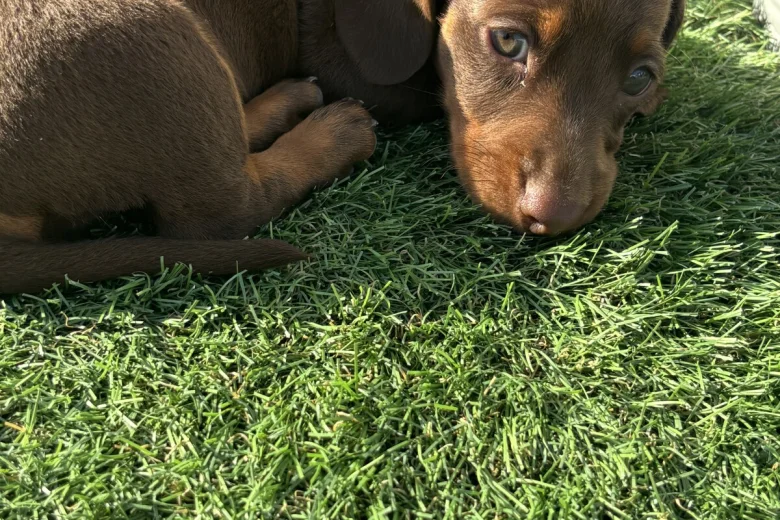 Dachshund (Miniature Smooth Haired)