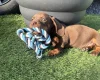 Dachshund (Miniature Smooth Haired)