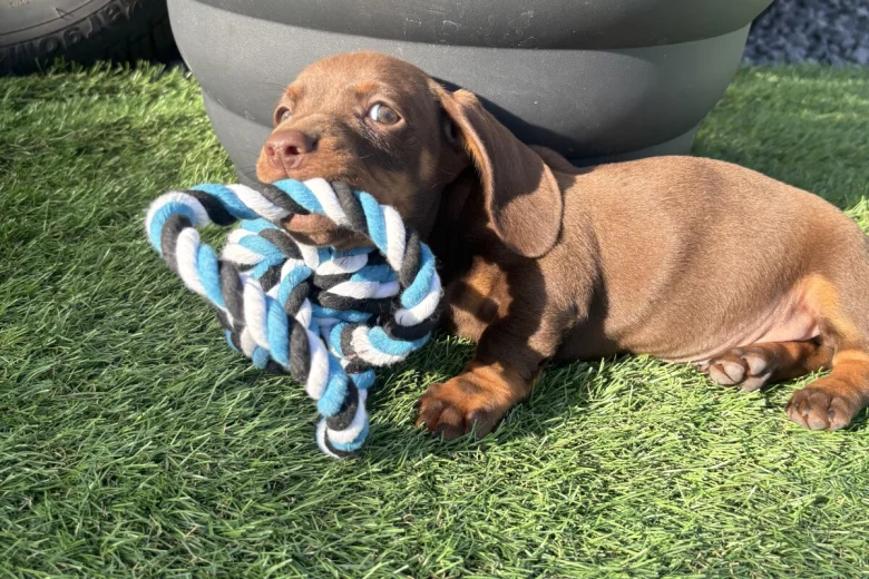 Dachshund (Miniature Smooth Haired)