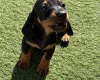 Dachshund (Miniature Smooth Haired)