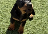 Puppy 3