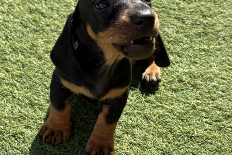 Dachshund (Miniature Smooth Haired)