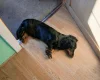Dachshund (Smooth Haired)