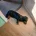 Dachshund (Smooth Haired)