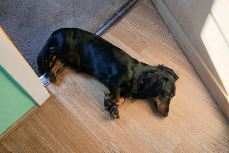 Dachshund (Smooth Haired)