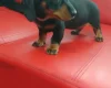 Dachshund (Smooth Haired)