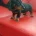 Dachshund (Smooth Haired)
