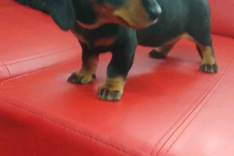 Dachshund (Smooth Haired)