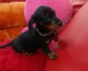 Dachshund (Smooth Haired)