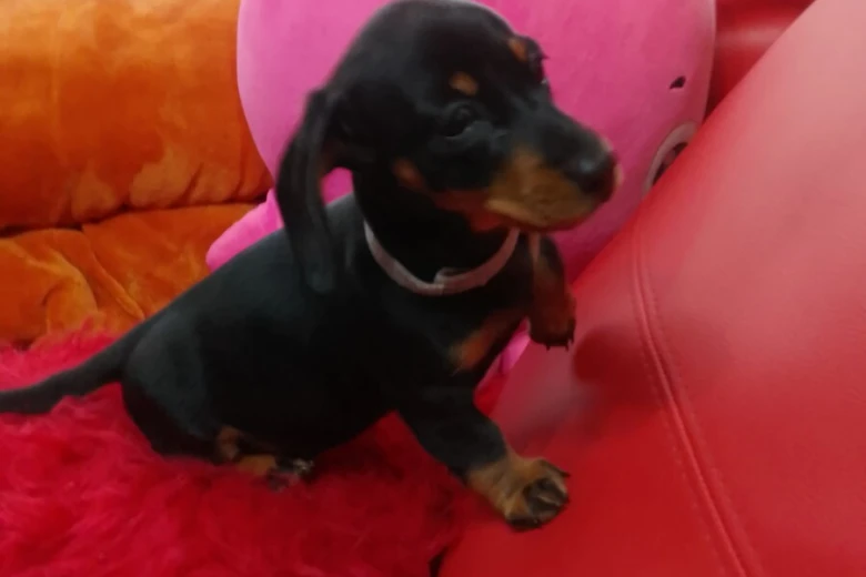 Dachshund (Smooth Haired)