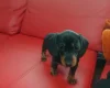 Dachshund (Smooth Haired)