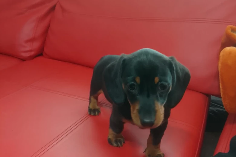 Dachshund (Smooth Haired)