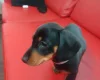 Dachshund (Smooth Haired)