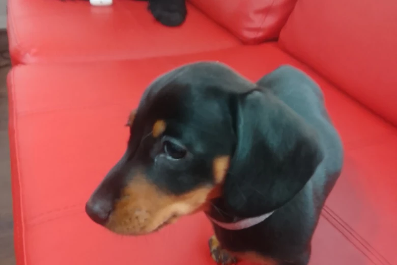 Dachshund (Smooth Haired)