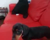 Dachshund (Smooth Haired)